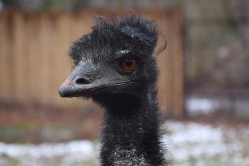 Poznański ogród zoologiczny ma nowego lokatora. To emu...