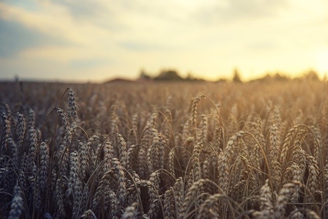 Według danych FAO Ukraina odpowiada za 3 proc. światowej produkcji pszenicy.