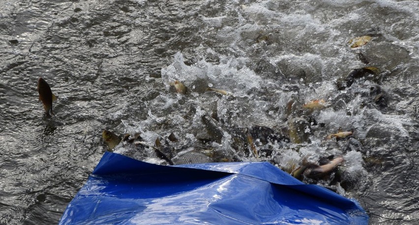 Ryby wpuszczone do zalewu w Suchedniowie