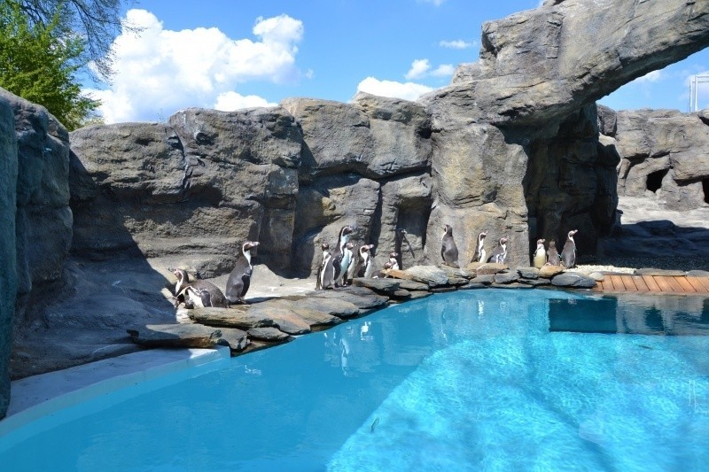 Pingwiny Humboldta to nowi mieszkańcy Śląskiego Ogrodu...