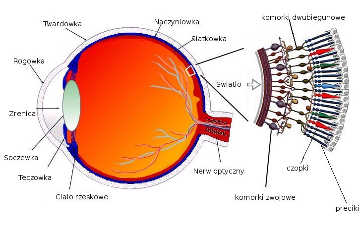Zagrożenie udarem można dostrzec w siatkówce oka | Głos Szczeciński