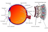 Zagrożenie udarem można dostrzec w siatkówce oka