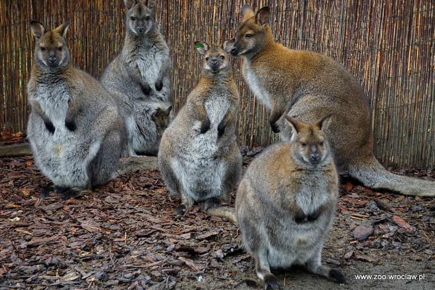 Kangury zwiastują wiosnę? W zoo powiększyła się ich rodzina