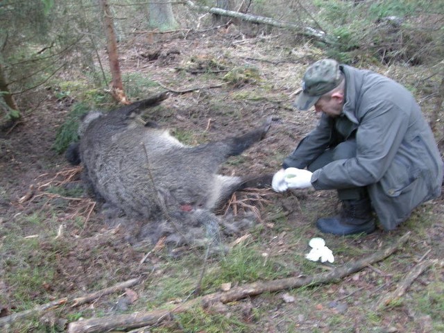 To tragiczny skutek działania kłusowników na terenie Regionalnej Dyrekcji Lasów Państwowych w Radomiu: tego dzika złapanego w sidła nie udało się uratować.