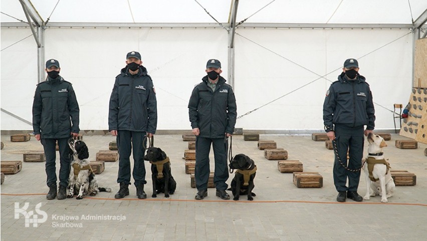 W szkoleniu biorą udział cztery psy służbowe z czterech...