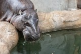 Nowy dom dla hipopotamów gotowy! W zoo w Krakowie trwają też inne inwestycje