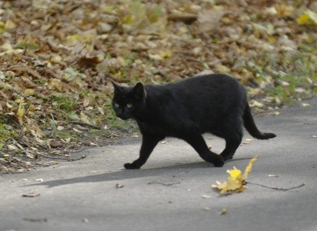 Niby nie wierzymy, ale jak przebiegnie drogę, to omijamy łukiem...