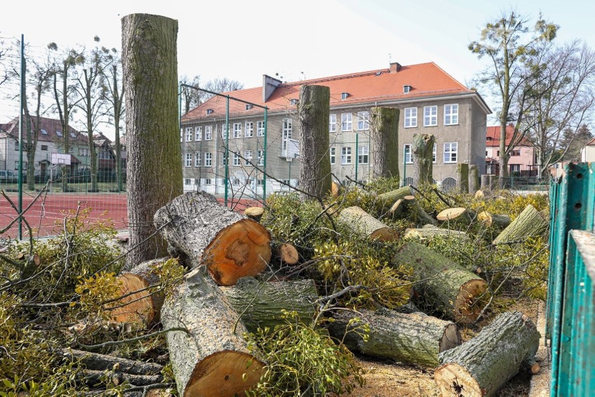 Wycinka drzew przy ul. Reymonta na Pogodnie w Szczecinie. Miasto: "Wycięto 15 sztuk drzew bez konsultacji z nami"