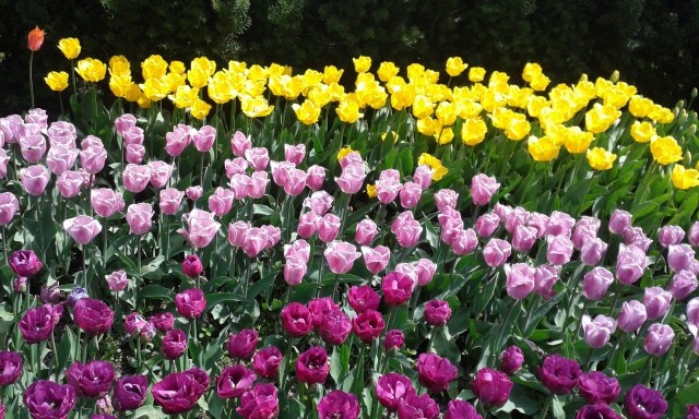 Wiosenne kwiaty cebulowe to prawdziwe bogactwo barw i kształtów.