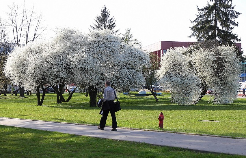 Krakowskie Planty pięknie rozkwitają na wiosnę [ZDJĘCIA]