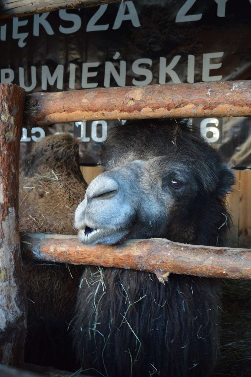 Strumień: Żywa szopka otwarta dla zwiedzających [ZDJĘCIA]