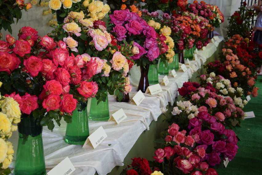 Święto róż w Końskowoli. Ponad 100 rodzajów kwiatów i tłumy plantatorów [ZDJĘCIA]