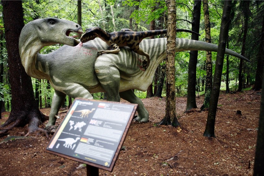 Można tu oglądać naturalnej wielkości figury dinozaurów w...