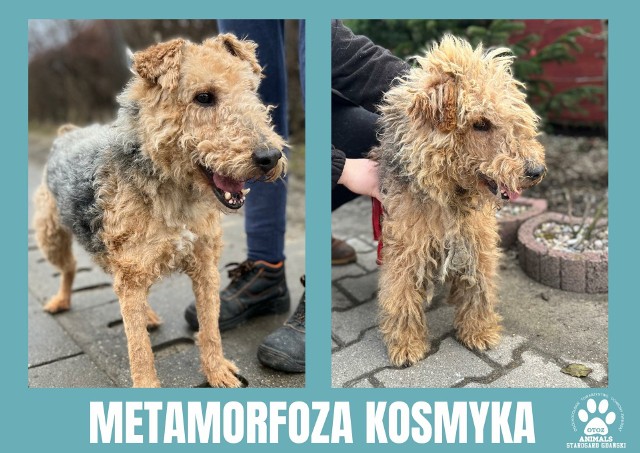 Inspektorzy OTOZ Animals w Starogardzie Gdańskim znaleźli psa błąkającego się po ulicy
