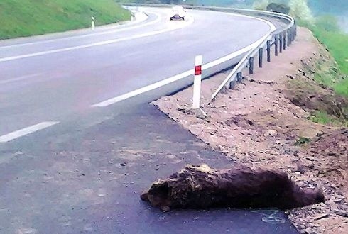 Słowacja. Tatrzański niedźwiedź zginął potrącony przez samochód
