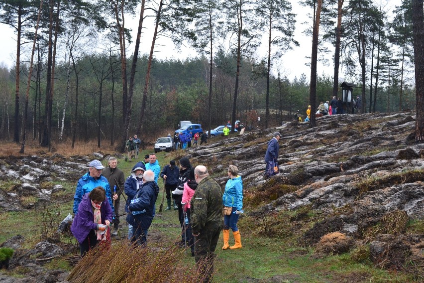 Dąbrowa Górnicza: Las Europejski posadzony już po raz dwunasty [ZDJĘCIA]