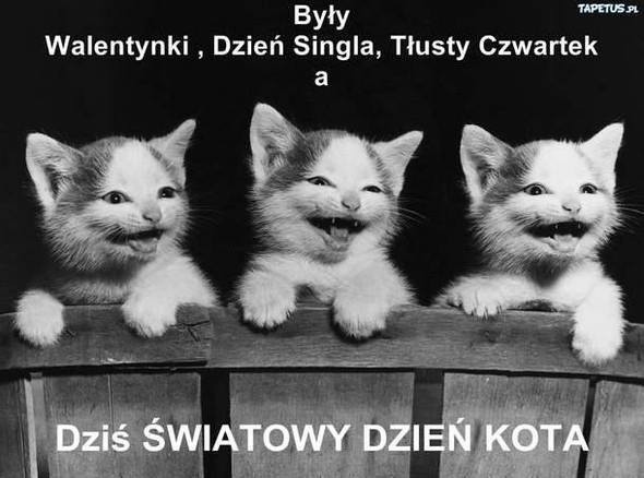 Już jutro, 17 lutego Światowy Dzień Kota! To właśnie wtedy...