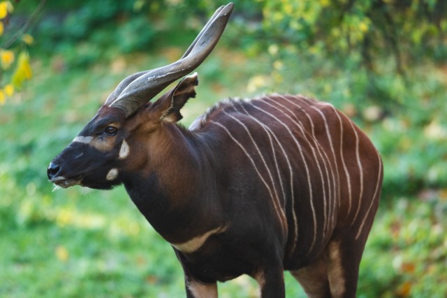 W Zoo Wrocław pojawił się nowy zagrożony wyginięciem gatunek.