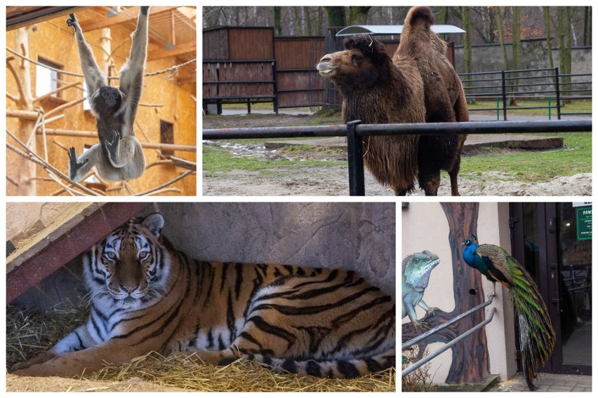 Jakie miłosne zwyczaje mają zwierzęta mieszkające w zoo w...