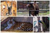 Jak zwierzęta okazują sobie uczucia? Walentynki w Śląskim Ogrodzie Zoologicznym