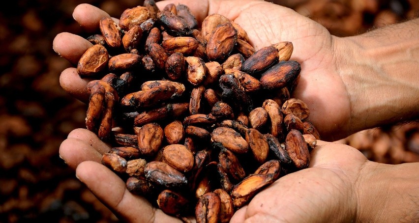 Rdzenni mieszkańcy Ameryki kakaowce zaczęli uprawiać już...