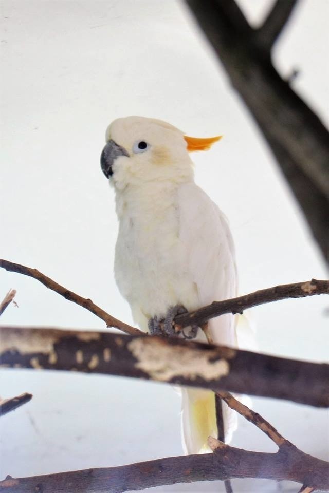 Kakadu żółtolica