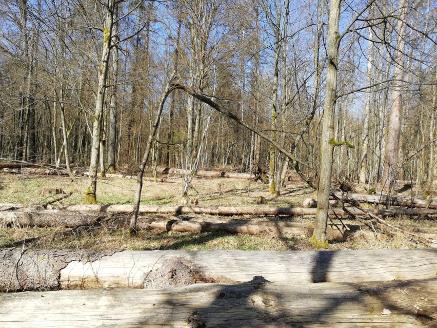 Tragedia w Puszczy Białowieskiej. "Nie wiedziałam, że dożyję...