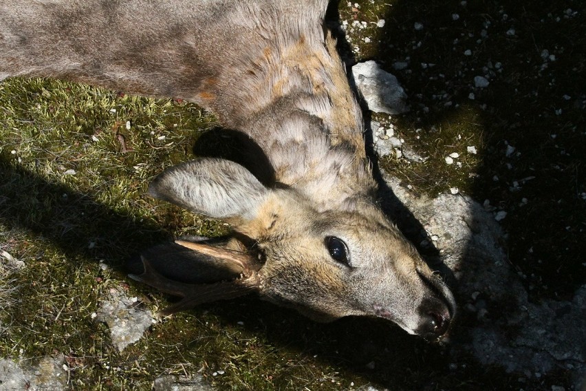 Inwazja jeleni na Łódź. Zwierzęta tropi straż miejska [ZDJĘCIA]