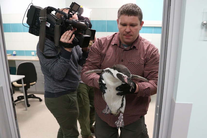 Badanie pingwina na Uniwersytecie Przyrodniczym we Wrocławiu