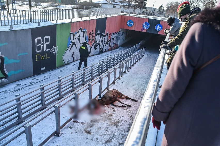 Zwierzę wybiegło przez bramę na skraju cmentarza od strony...