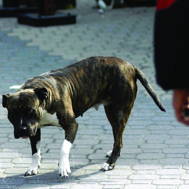 Psy bez kagańców to codzienny widok na naszych ulicach.