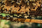 Dodatkowe środki dla hodowców pszczół. W budżecie jest 35,5 mln złotych. Od 1 kwietnia 2022 pszczelarze mogą starać się o dopłaty 