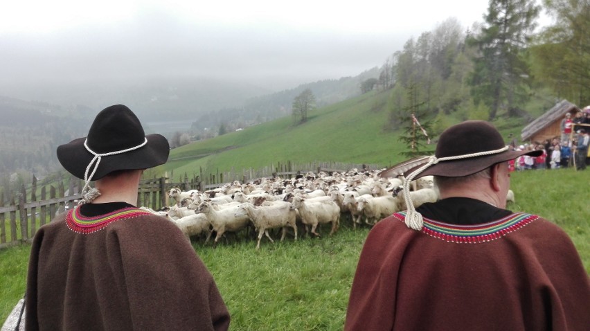 W Wiśle, na Cieńkowie, pasterze wymiyszali owce ZDJĘCIA