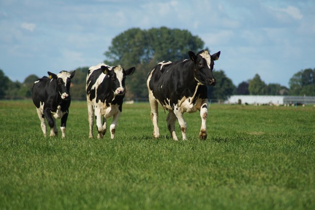 W ramach dobrostanu krów mlecznych, opasów albo krów mamek rolnik może wnioskować np. o zapewnienie krowom mlecznym wypasu co najmniej przez 120 dni w okresie pastwiskowym, bez uwięzi (min. przez 6 godz. dziennie).