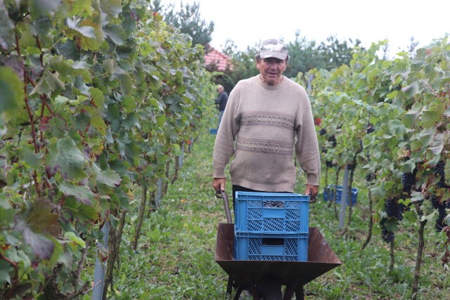 W poniedziałek 2 października 2023 roku rozpoczęło się winobranie. Zobaczcie, jak wygląda winnica w Radziejowie