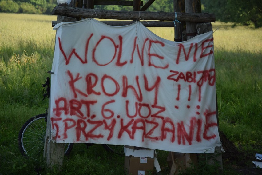 Krowy przebywają w rezerwacie o powierzchni aż 200 hektarów....