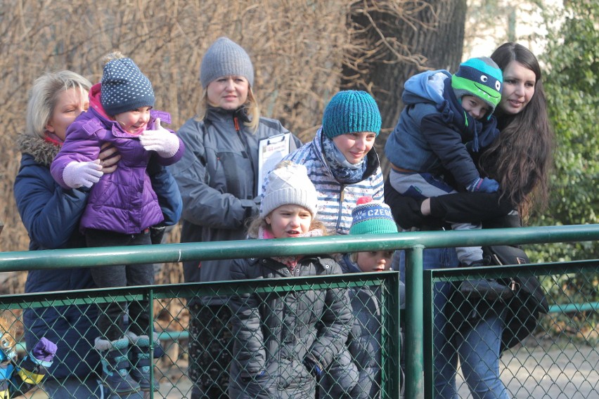 Urodziny Zoo w Poznaniu: Karmienie świń rzecznych i inne...