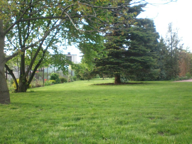 Trawnik latemOdpowiednio pielęgnowany trawnik dotrwa w dobrej kondycji do późnej jesieni.