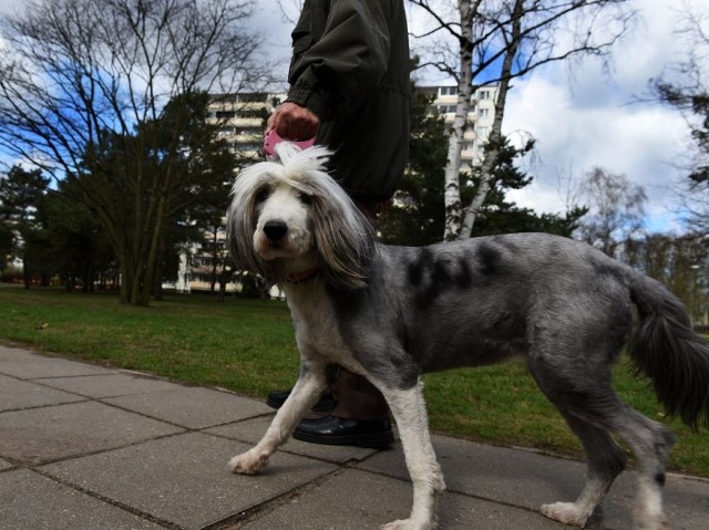 Latem w Toruniu pojawi się kolejnych 100 pojemników na psie odchody. Czy to wystarczy?