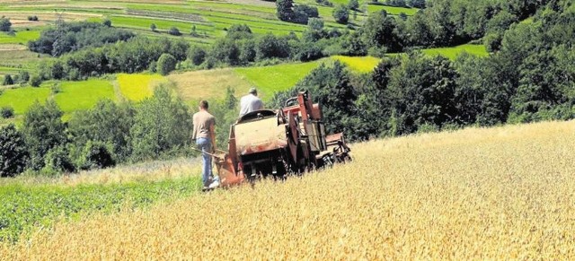 Żniwa w Trzebuni już dobiegają końca.  Zboże obrodziło, choć mogło być lepiej