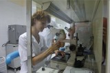 Leczenie niepłodności metodą in vitro możliwe w Wielkopolsce. Urząd marszałkowski przeznaczy na to milion złotych