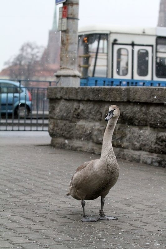 Zagubiony łabędź na moście Pokoju. Nie mógł się przedostać na bulwar Kaczyńskich (ZDJĘCIA)