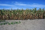Rolnictwo nie jest głównym emitorem gazów cieplarnianych. "Hektar kukurydzy absorbuje dużo więcej dwutlenku węgla niż hektar sosnowego lasu"
