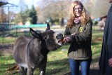 Chorzów. USiołek świętuje swoje 20 urodziny. Studenci Uniwersytetu Śląskiego hucznie zorganizowali obchody jego święta