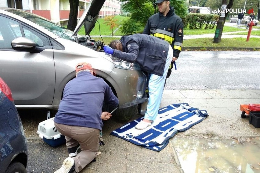 Żory: Policjanci ratowali kota, który ułożył się w komorze silnika samochodu