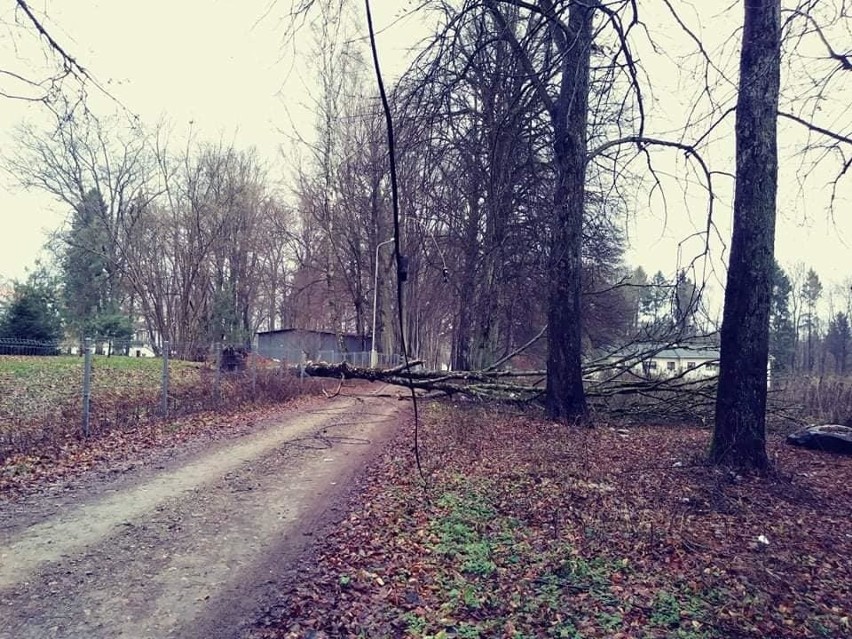 Silny wiatr w regionie. Prognoza pogody, awarie prądu [RAPORT]