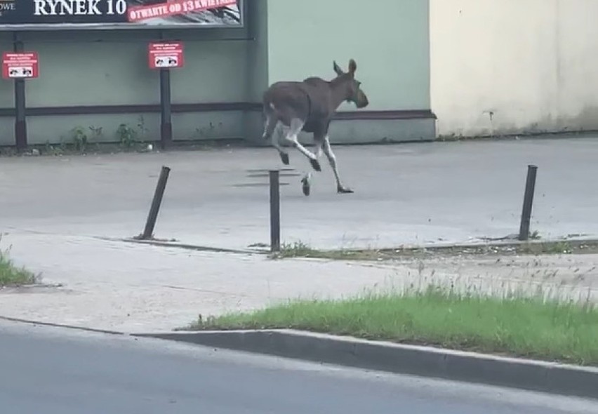 Co się stało z łosiem, który zrobił sobie rajd po Tarnowie?