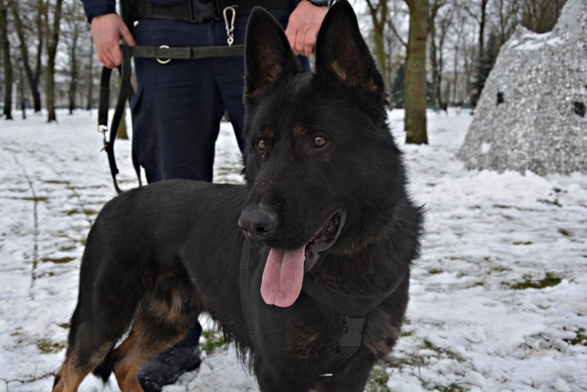 Pies policyjny Zdzisiek dołączył do suwalskiej policji