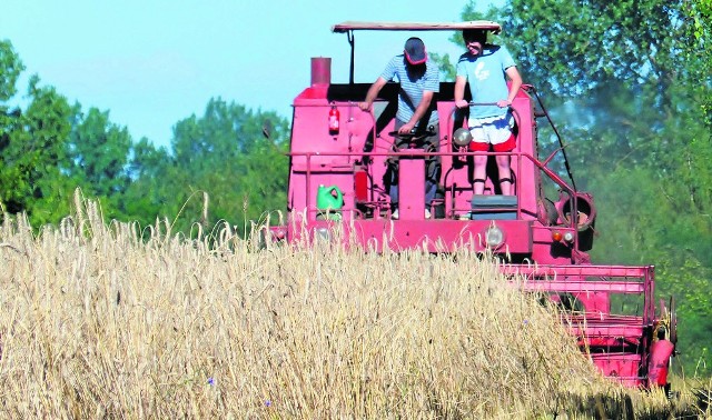 W centralnej Polsce rolnicy nie mogą narzekać na zbiory. Mimo nie najlepszych plonów rzepaku i ozimin ten rok mogą uznać za udany. Pytanie tylko, za ile będą mogli sprzedać ziarno