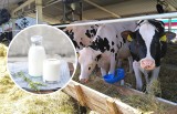Ile kosztuje mleko prosto od krowy, twaróg, jogurt i jajka od szczęśliwych kur? Poznaliśmy ceny u rolników